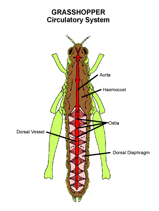 circulatory system diagram. Grasshopper Circulatory System