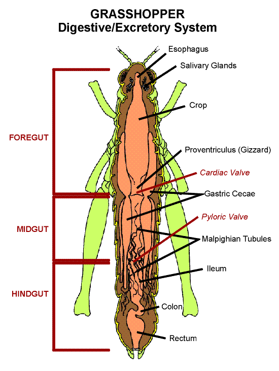 digestive system diagram. digestive system