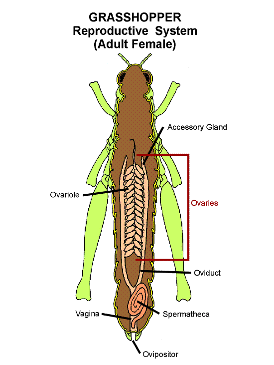 Grasshopper Reproductive System Reprod Department Of Entomology 4985