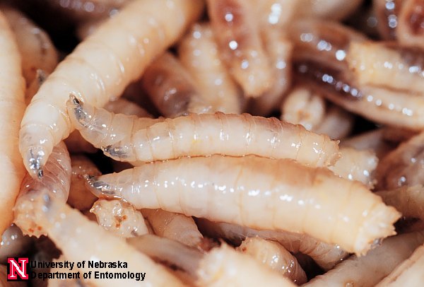 Maggots In Food. Blow Fly Maggots - A