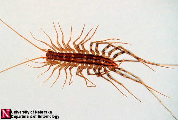 http://entomology.unl.edu/images/centipedes/housecnt.jpg
