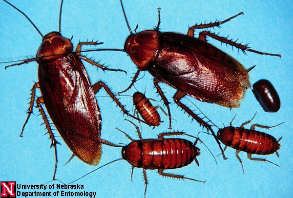 El Control De Cucarachas Menos Tóxico Nebraska Extension In Lancaster