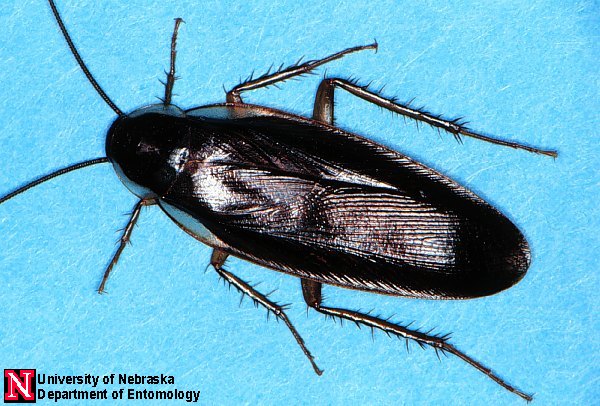 Cockroaches Department Of Entomology University Of Nebraskalincoln 