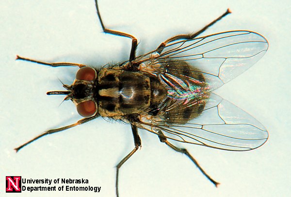 Fruit Fly Trap Instructions  Nebraska Extension in Lancaster County