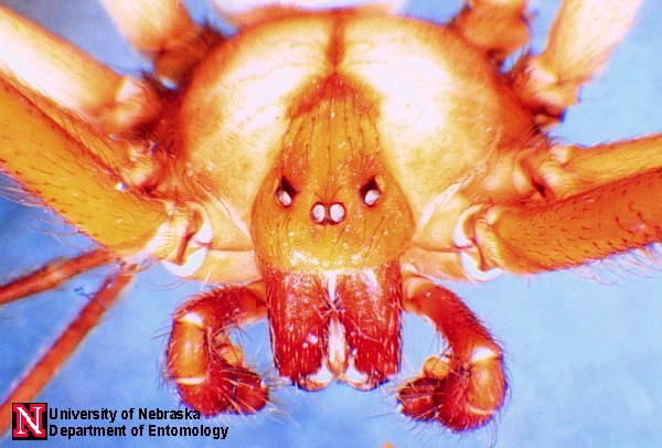IMAGE(http://entomology.unl.edu/images/spiders/brown_recluse2.jpg)
