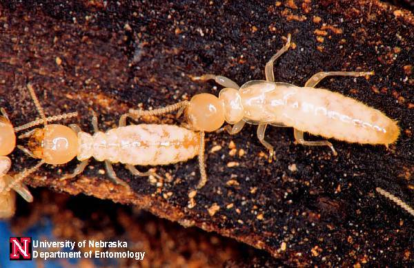 Termite Worker