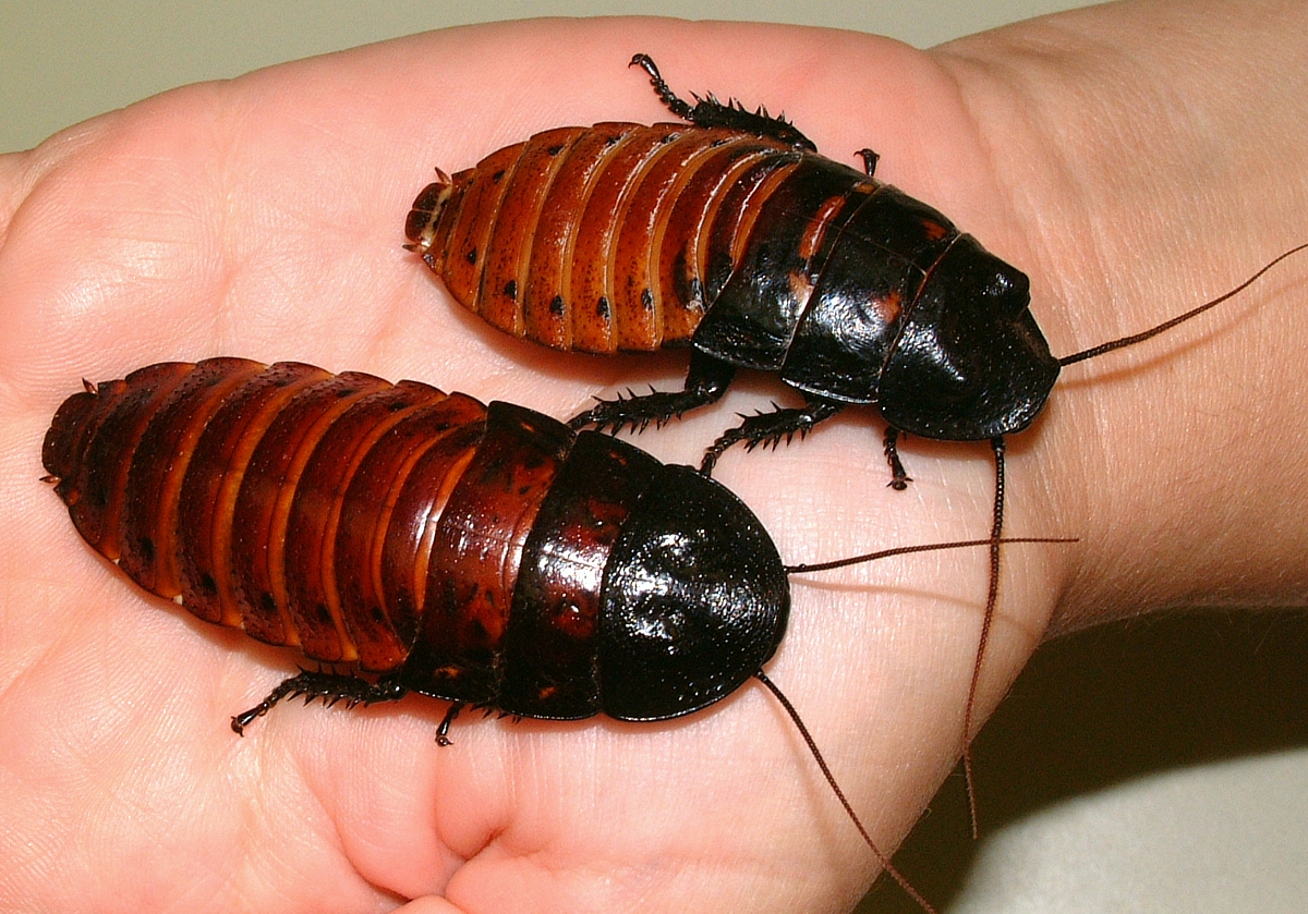 Male and female roaches
