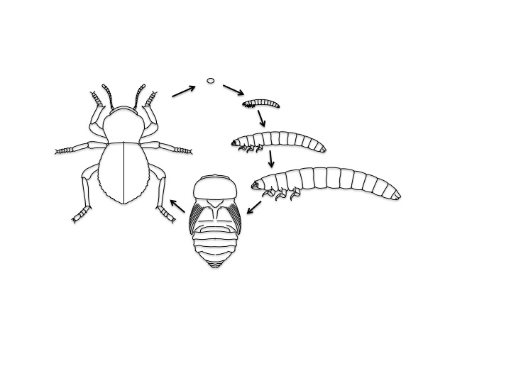 Iron clad beetle life cycle