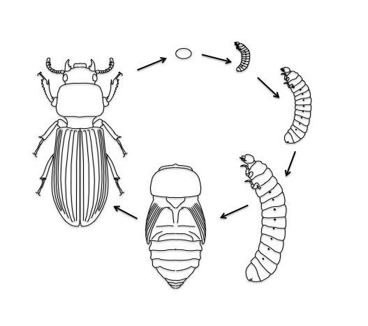 Bess beetle life cycle