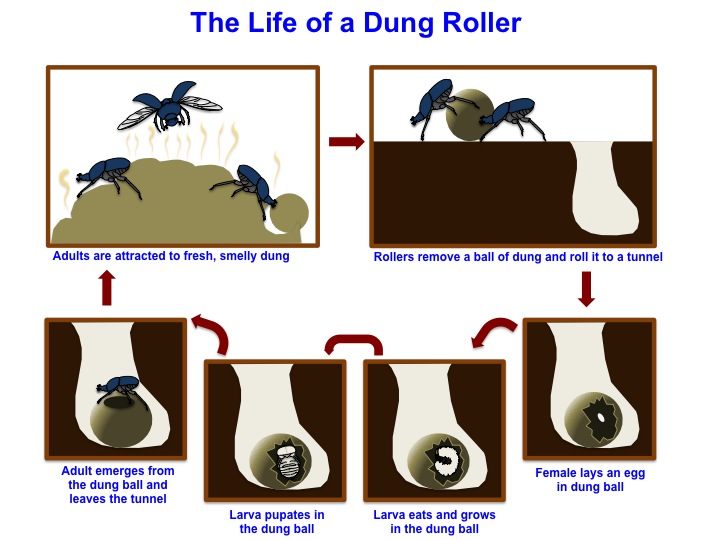 Dung Beetle Life Cycle