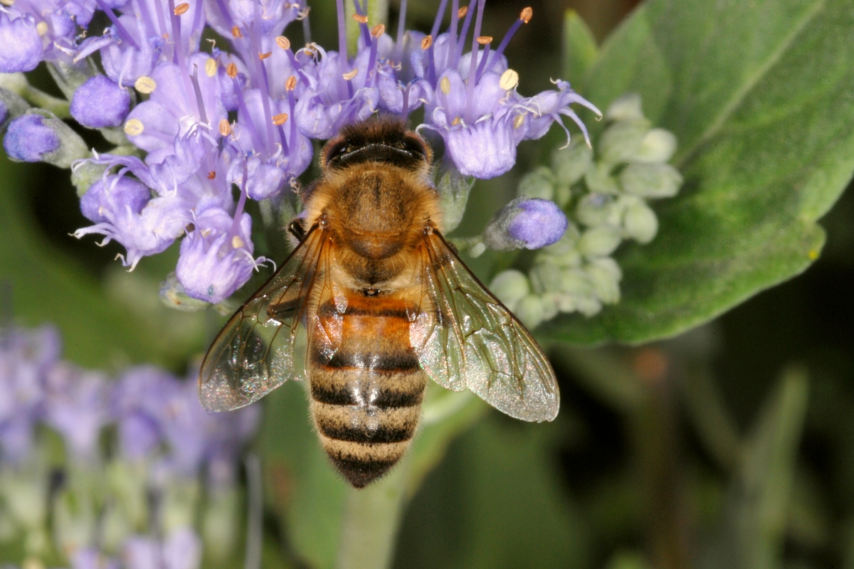 honey bee worker