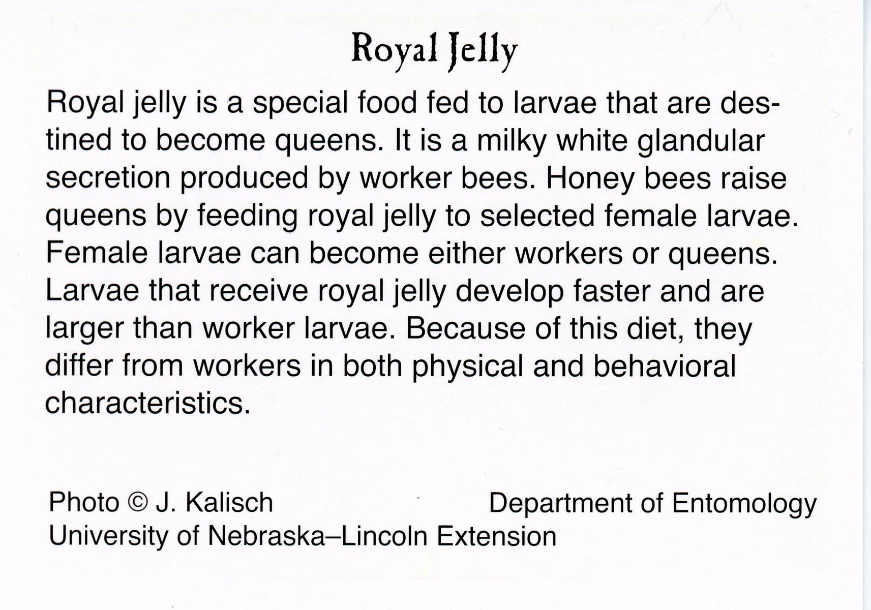 Royal Jelly text