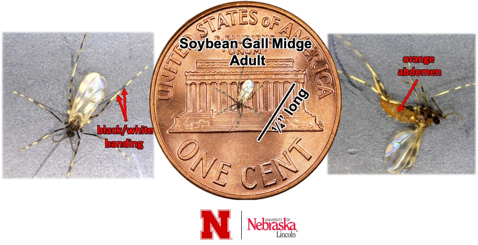 Soybean Gall Midge image compared to a US penny.