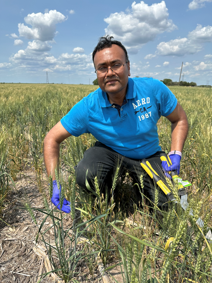 Dr. Mondal collects wheat plants from the field.