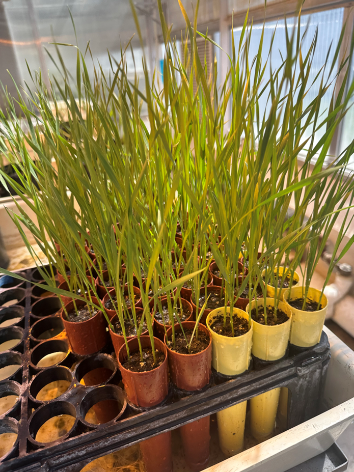 Raising Test Plants