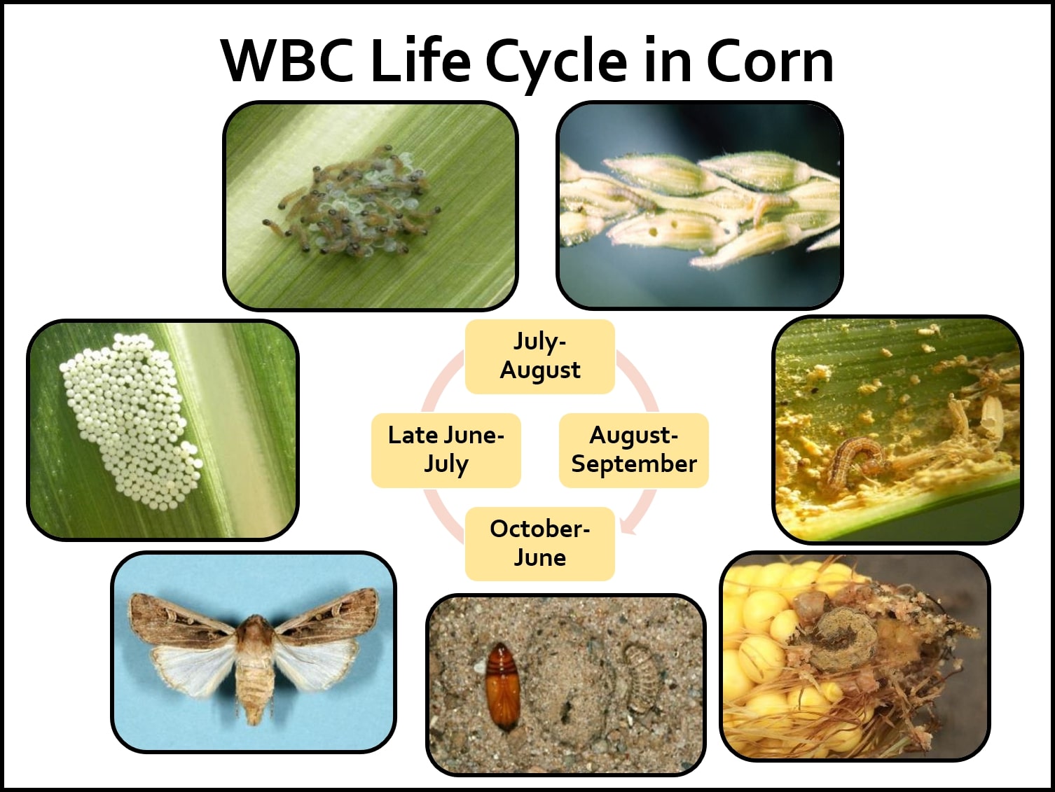 Picture of WBC Life Cycle in Corn