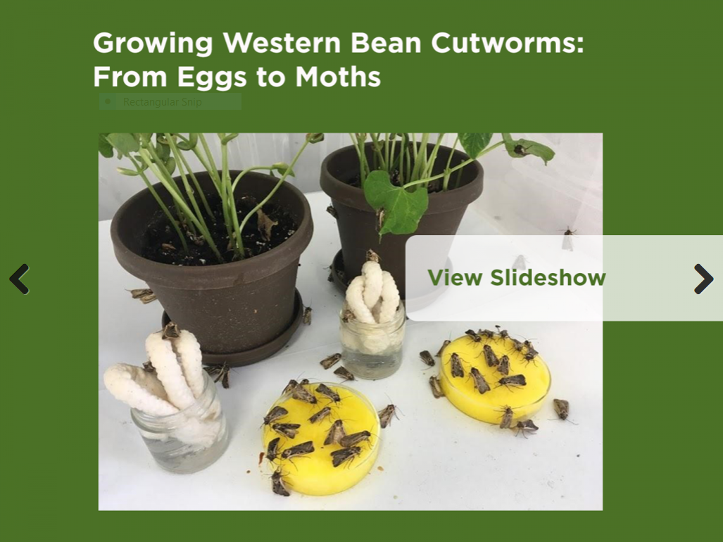 Western Bean Cutworm Rearing Slideshow