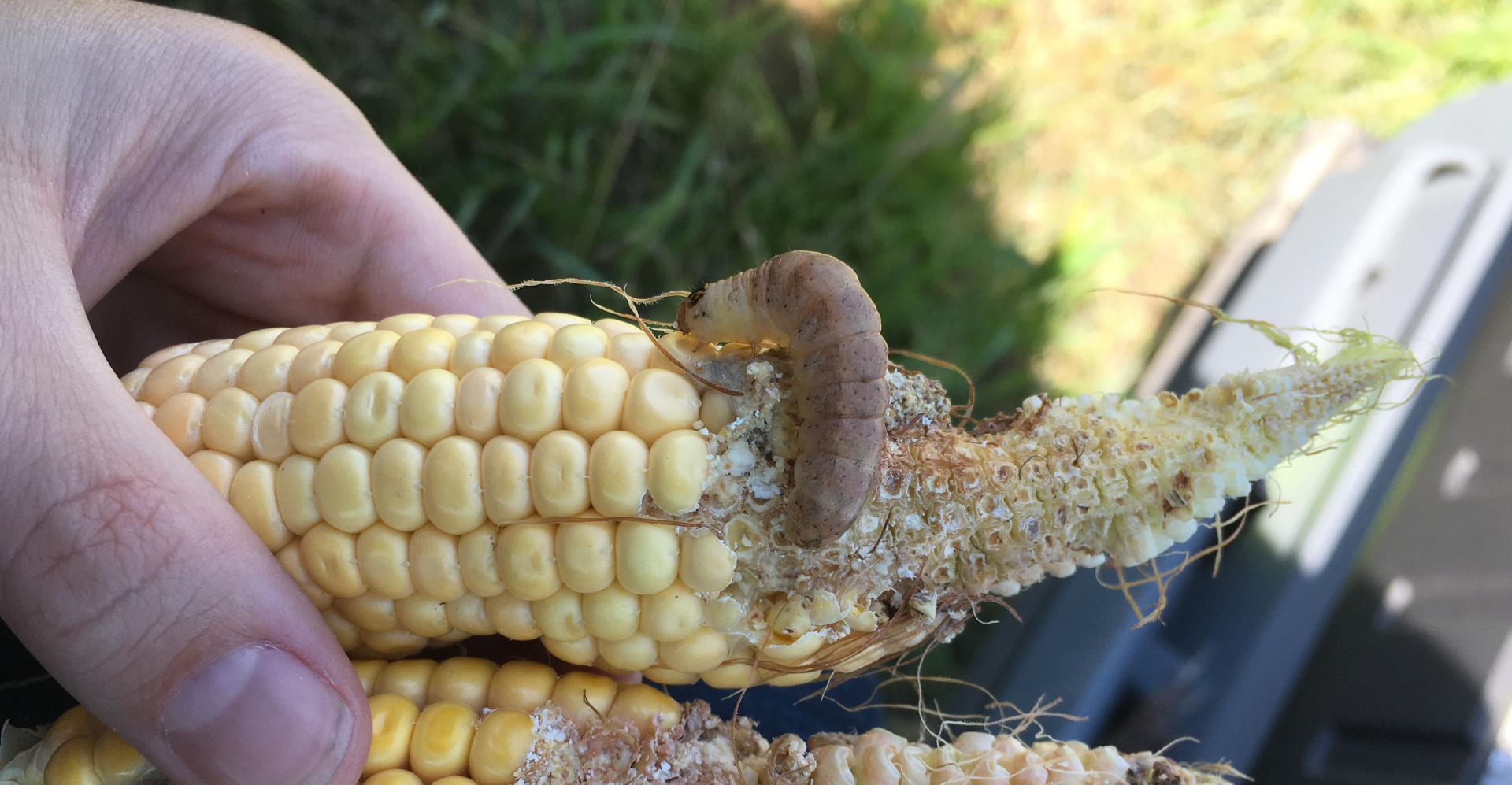 Western bean cutworm on an ear of corn in the field.
