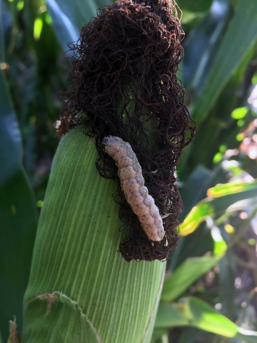 Western Bean Cutwork larvae earing a ear of corn.