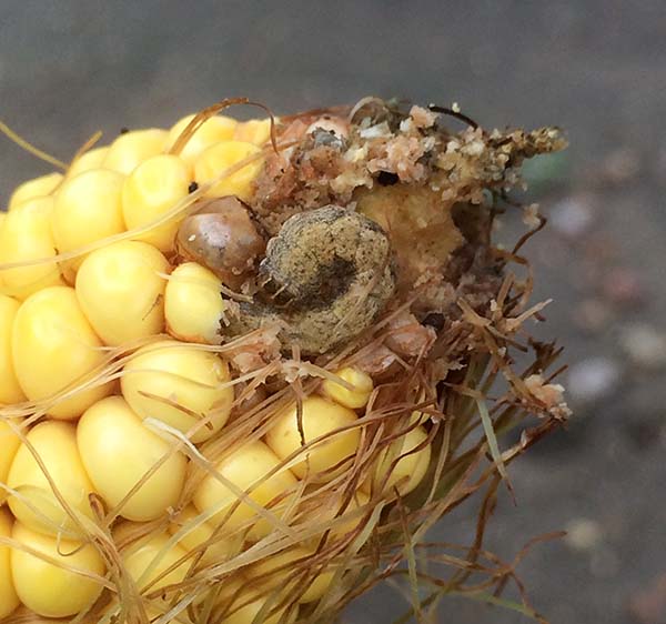 Mature Larva and Feeding Damage.