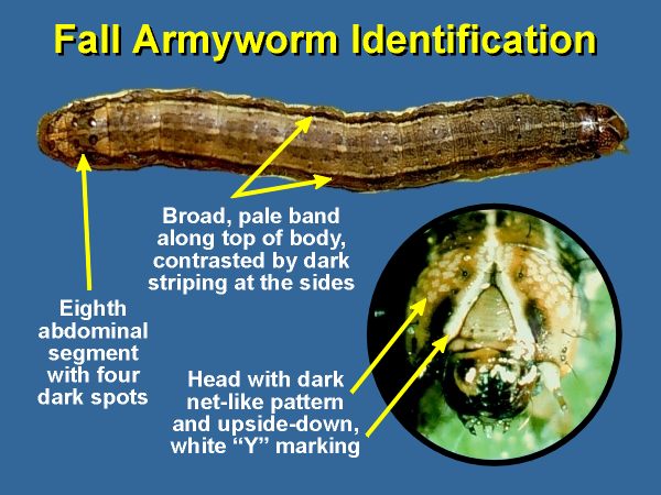 fall armyworm identification diagram