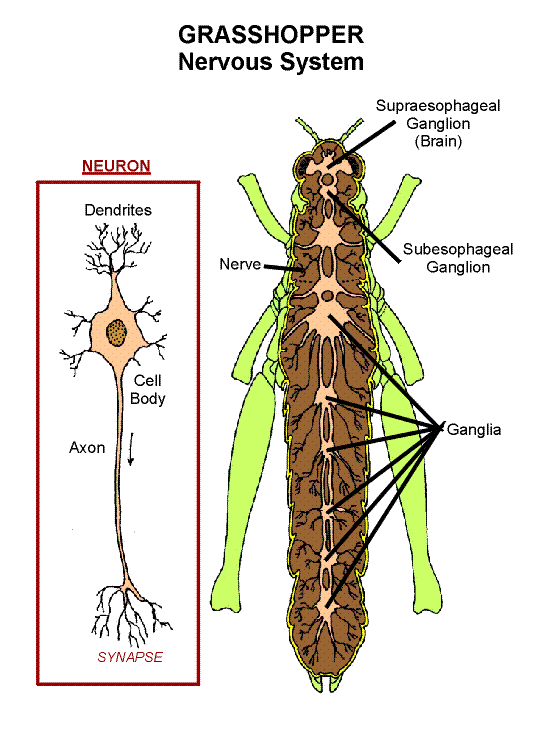 Grasshopper Nervous System (nervous) | Department of Entomology