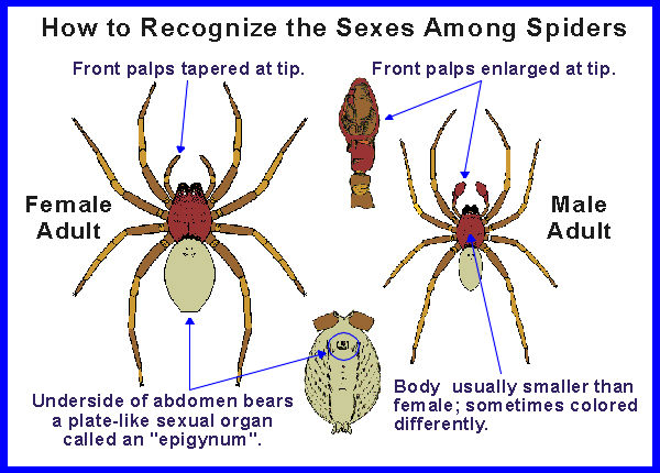 Spider Sexes Spdsexes Entomology Nebraska