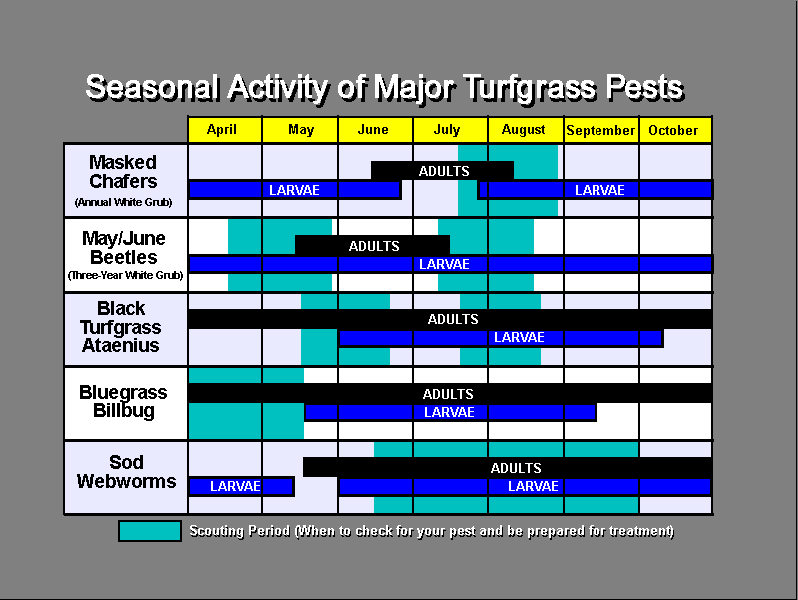 seasonal activity of turfgrass pests chart