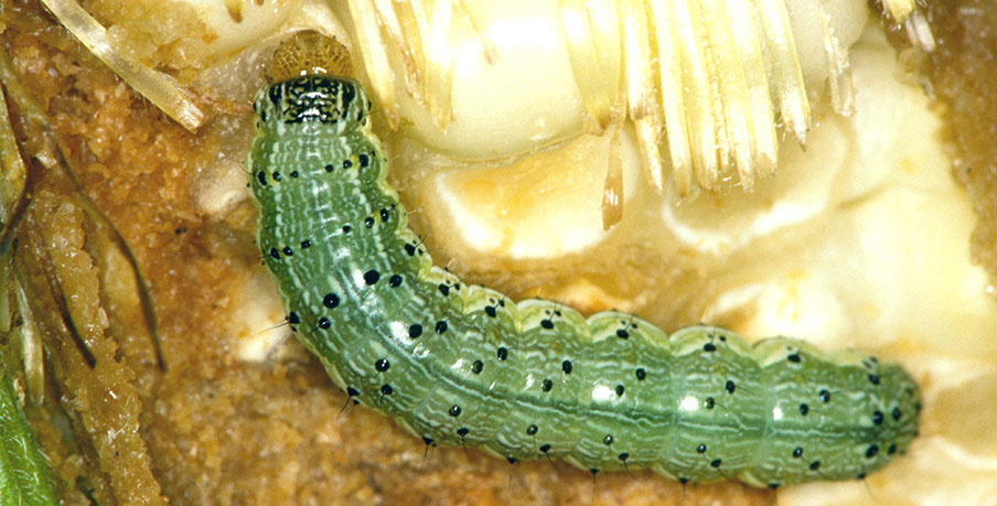 corn ear worm