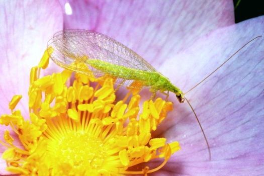 lacewing adult.jpg