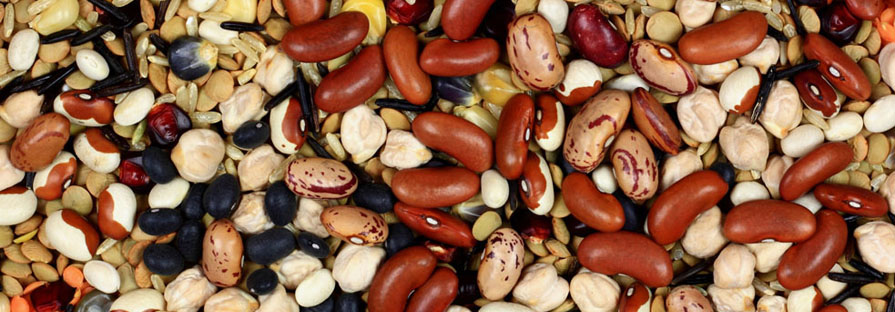 dry beans image