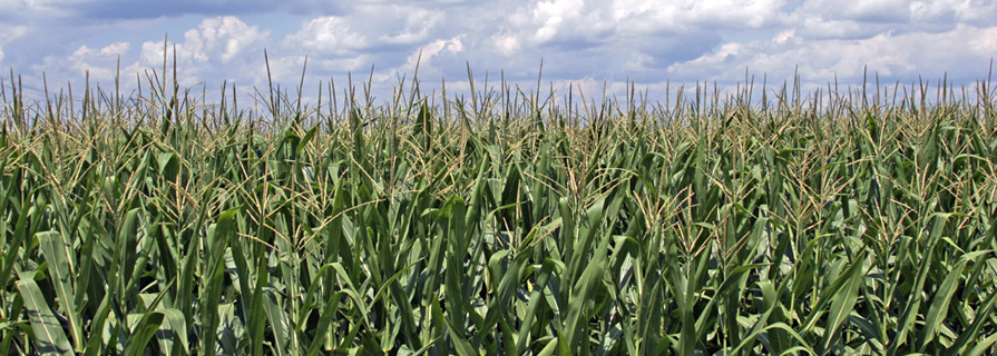 cornfield image