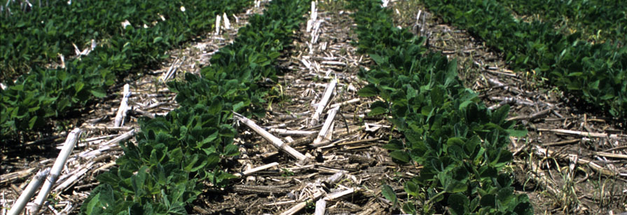 soybean image