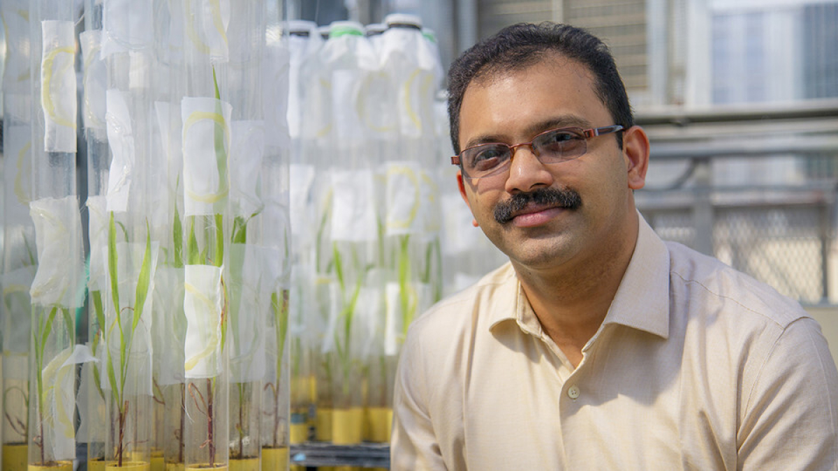 UNL research project expands understanding of sorghum defenses against aphid threat 