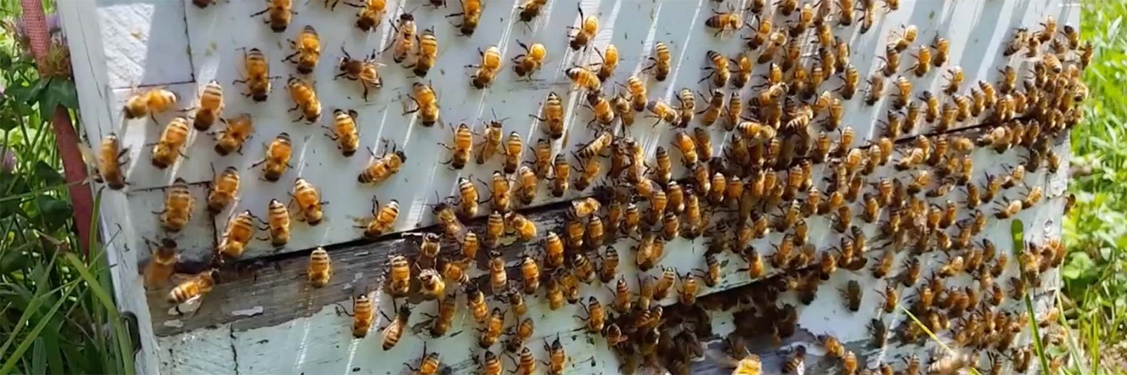 bees in hive