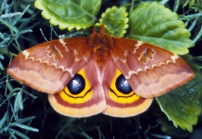 Lepidoptera