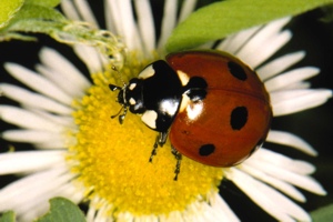 Coleoptera