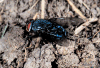 bluebottle fly