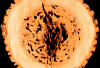 ant nest cross-section