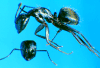 black carpenter ant worker