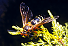 Cicada Killer Wasp Thumbnail