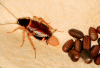 female brownbanded roach