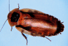 female death's head roach