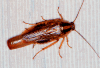 female german roach
