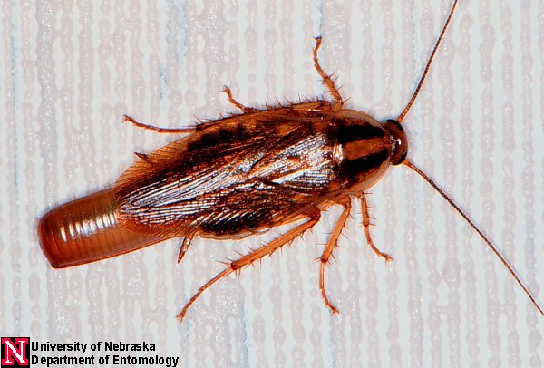 Cockroaches Department Of Entomology