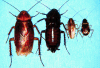 Nebraska cockroaches