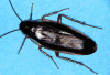 male pennsylvania wood roach