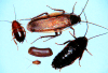 pennsylvania wood roaches