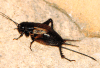 female field cricket