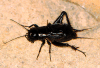 male field cricket